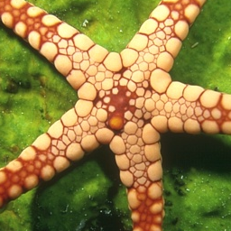 starfish.png