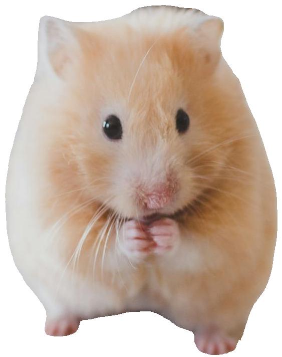 hamster.jpg