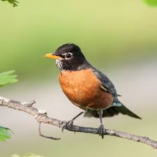 bird_example_3.jpg