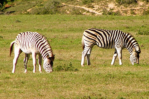 zebra.jpg