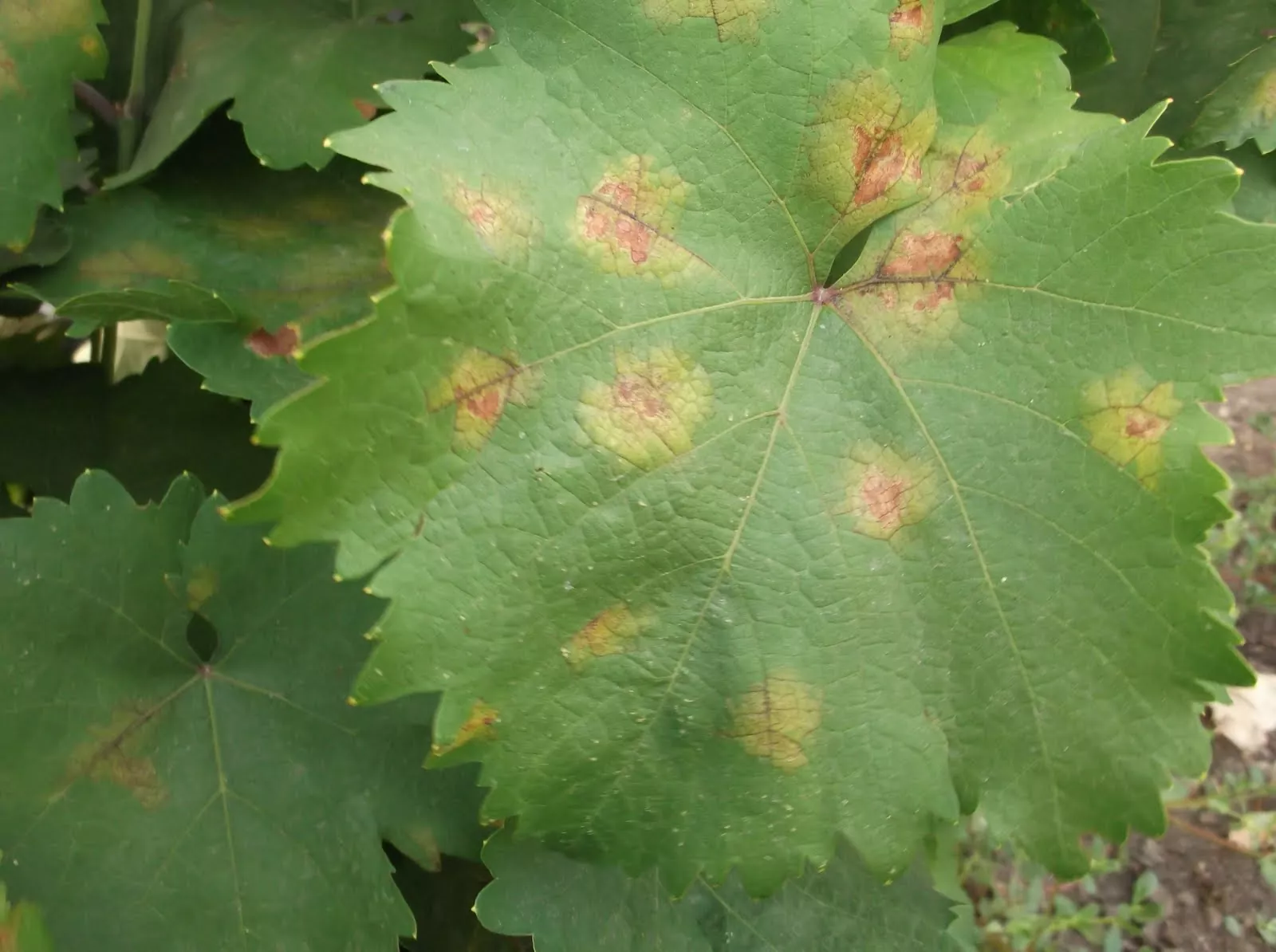 leaf.jpg