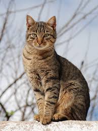 cat.jpeg