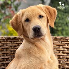 dog.jpeg